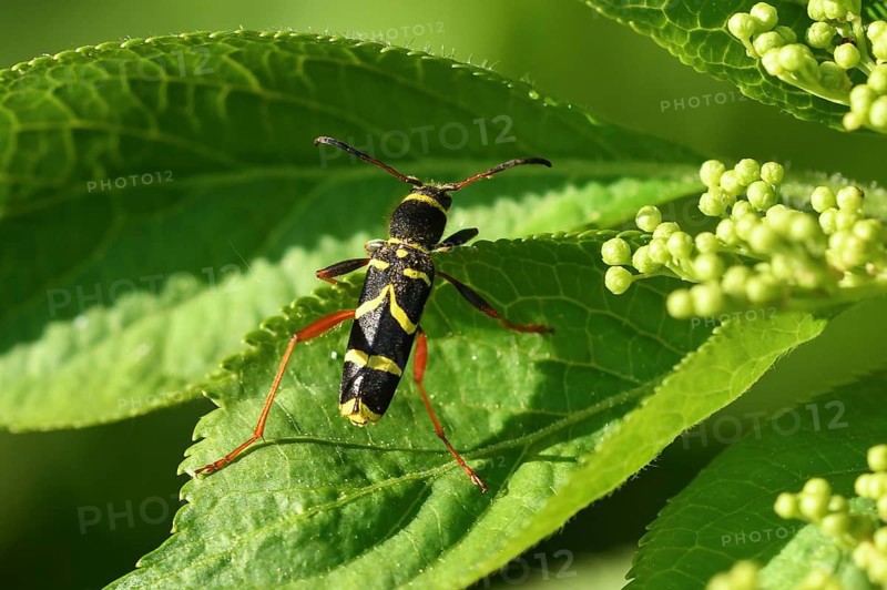 Wasp beetle (Clytus arietis)