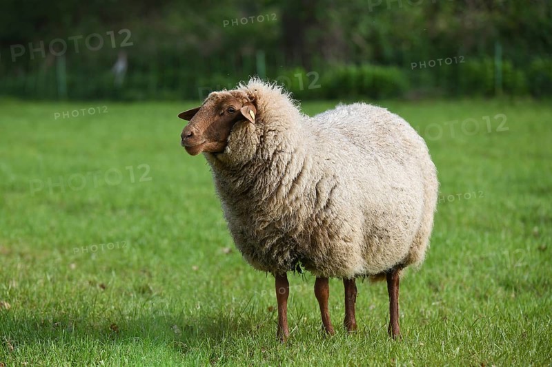 Coburg chestnut sheep on the pasture