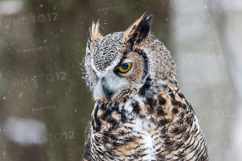 A captive great horned owl (Bubo virginianus) also known as a tiger owl at a bird of prey sanctuary in winter