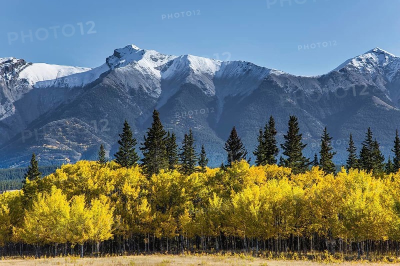 The first snow has already fallen on the peaks. Great Canadian Rockies. Scenic shores of Abraham Lake. The yellow foliage of birches and aspens is mixed with green conifers