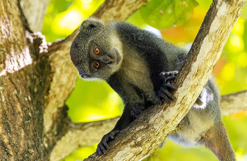 White-throated Monkey (cercopithecus albogularis) in a tree, Kenya
