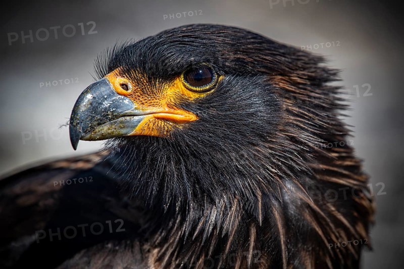 Falkland caracara (Phalcoboenus australis), portrait, Pebble Island, Falkland Islands, Great Britain, South Atlantic
