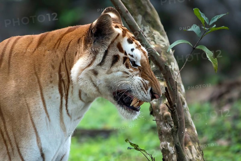 Rare golden tiger in their environment