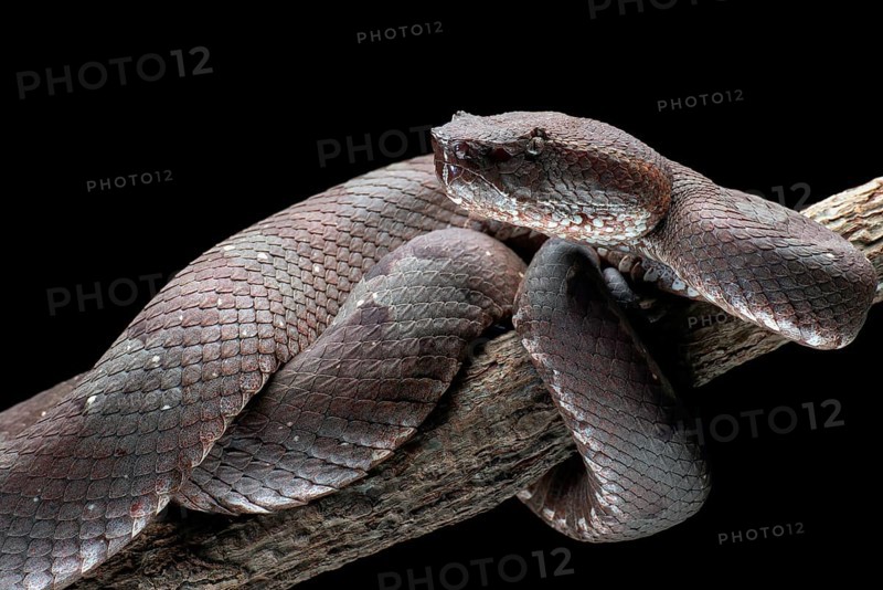 Flat nose pit viper in black background