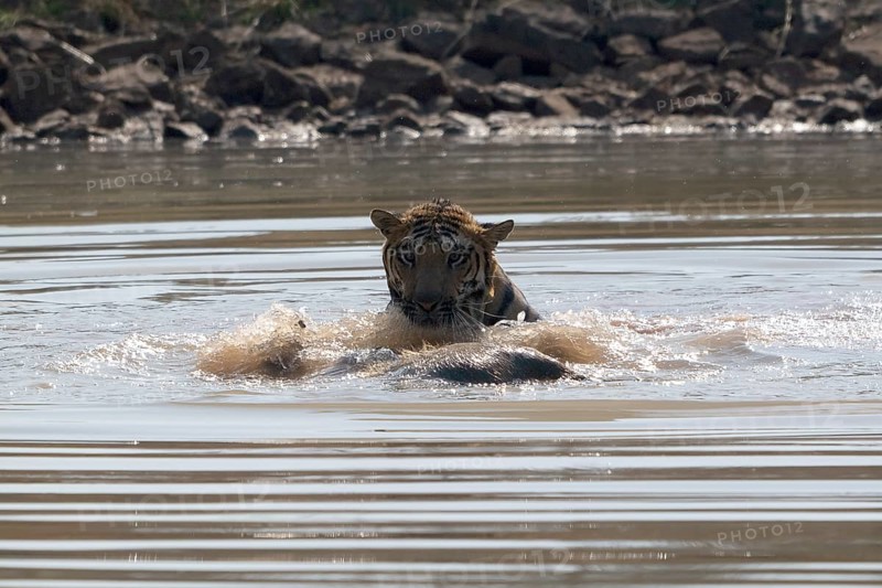 Tiger (Panthera tigris), Bengal tiger or Indian tiger, big cat (Pantherinae), carnivore (Carnivora), critically endangered, playing with killed wild boar (Sus scrofa) in the water, Satpura National Park, Tiger Reserve, Madhya Pradesh, Pachmarhi Biosphere Reserve, India