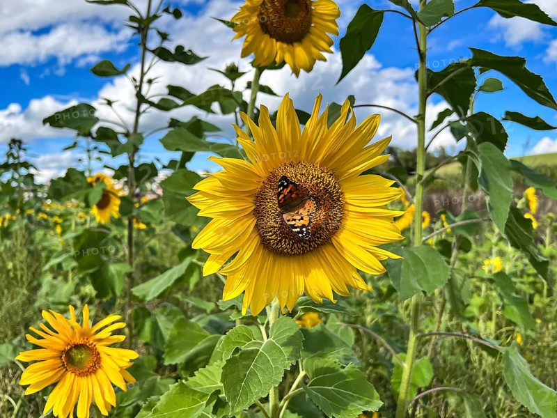 Field of sunflowers under a blue sky, a butterfly rests on a flower, Sempach, Lucerne, Switzerland
