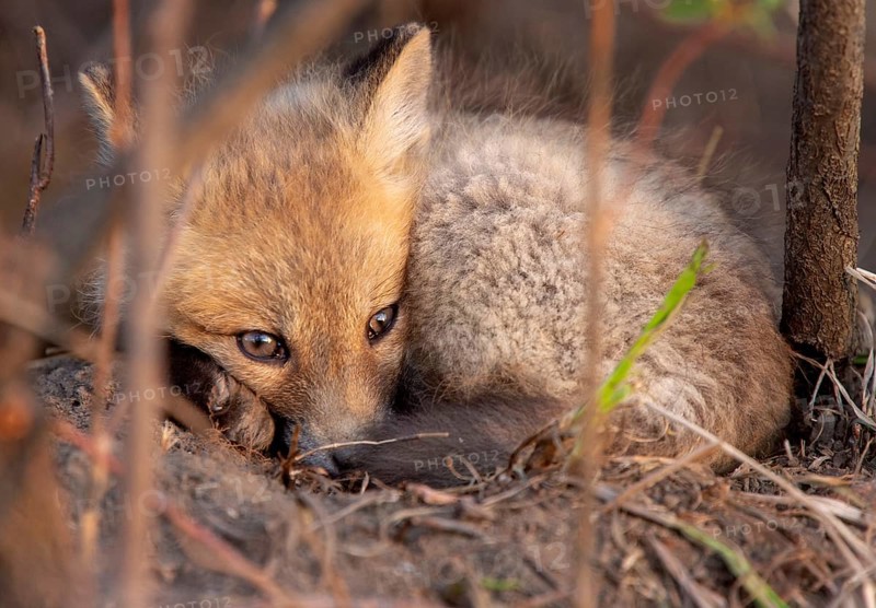 Fox Kits Near Den in Prairie Saskatchewan Canada