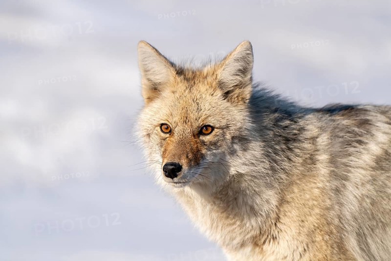 Prairie Coyote Canada wild animal in Saskatchewan rural