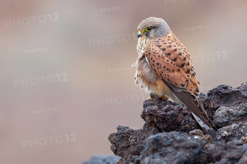 Kestrel, (Falco tinnunculus), perches on rocks, Canary Islands, animals, birds, falcons, foraging, lava rocks, Lanzarote, Canary Islands, Spain