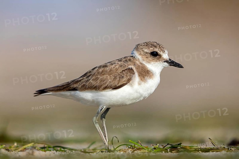 Animals, birds, plover, Kentish plover, (Charadrius alexandrinus), biotope, habitat, foraging, Barr Al Hikman, Shannah, Ash Sharqiyah South, Oman
