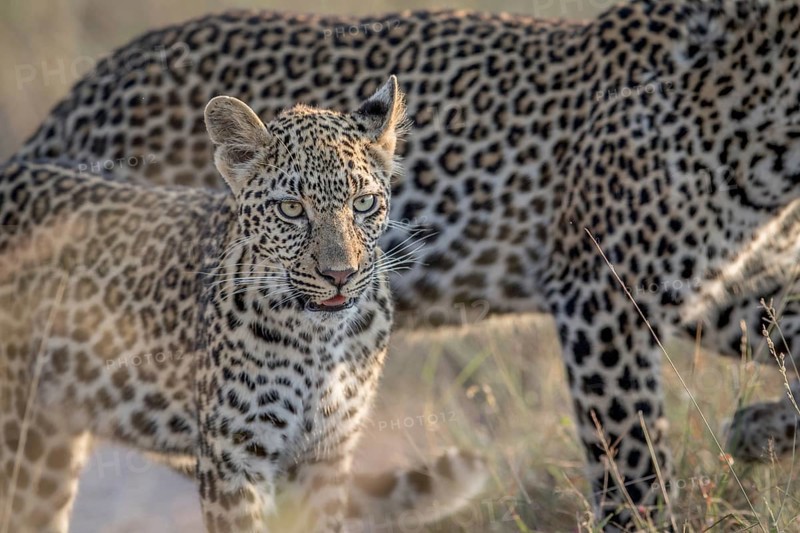 Young Leopard and mother walking in the Kruger National Park, South Africa