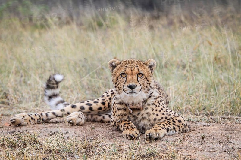 Cheetah starring at the camera in the Kruger National Park, South Africa
