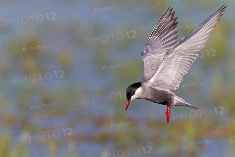 White-bearded Tern, (Chlidonias hybridus, Chlidonias hybrida, family of terns, flight, biotope, habitat, foraging, prey, dive, hunting fish, Lake Neusiedl, Illmitz, Burgenland, Austria
