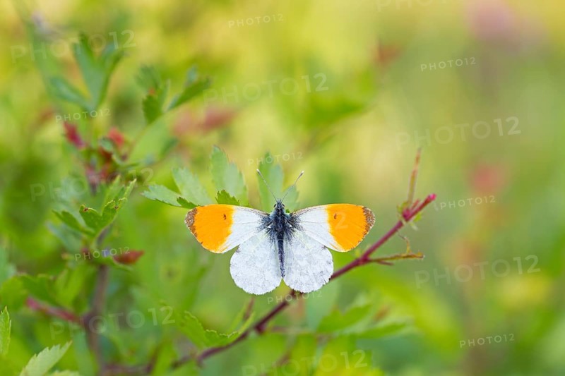 Aurora butterfly, (Anthocharis cardamines), butterfly, insect, insects, butterflies, animals, Lobau, Vienna, Vienna, Austria