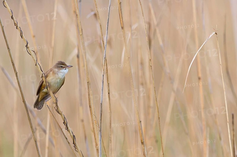 Reed warbler, (Acrocephalus arundinaceus), reedbed perch, biotope, habitat, animals, birds, songbird, reed warbler genus, Eich-Gimbsheimer Altrhein, Worms district, Rhineland-Palatinate, Germany