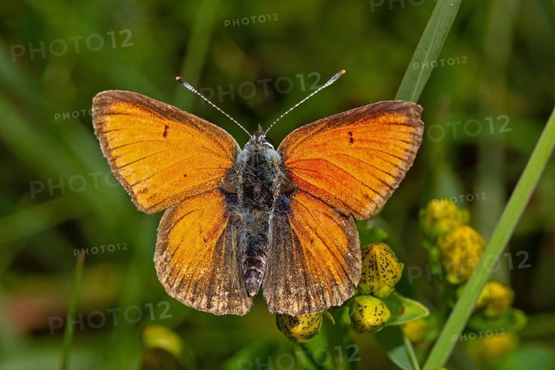 Purple-edged copper butterfly with open wings sitting on yellow flowers from behind