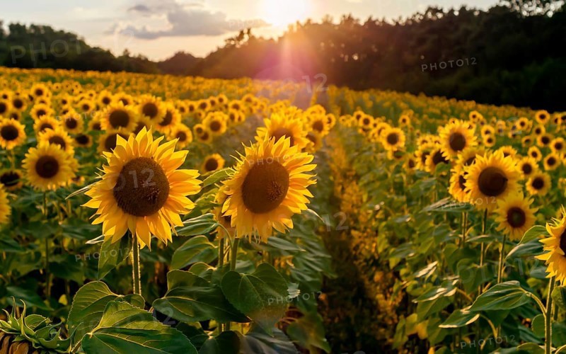 Field of sunflowers. Sunflowers flowers. Landscape from a sunflower farm. A field of sunflowers high in the mountain. Produce environmentally friendly, natural sunflower oil. Lots of sunflowers. Bulgaria