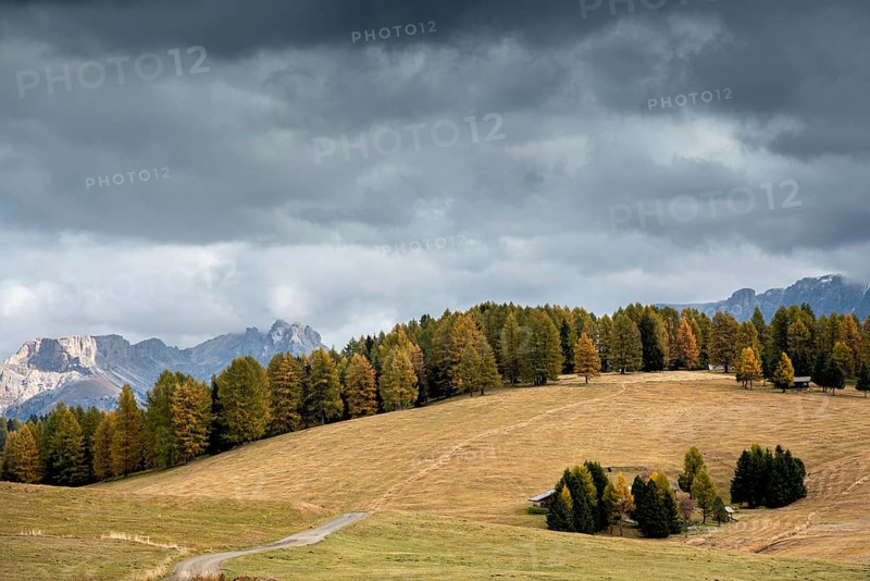 Landscape with beautiful Autumn yellow and green pine trees at the fields of Alpe di siusi Dolomite in South Tyrol in Italy