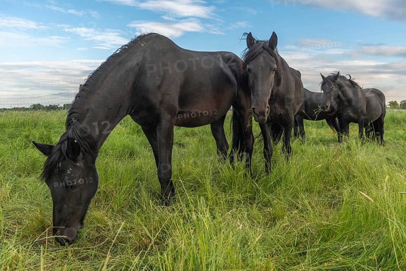 Black horses in a pasture in the French countryside in spring