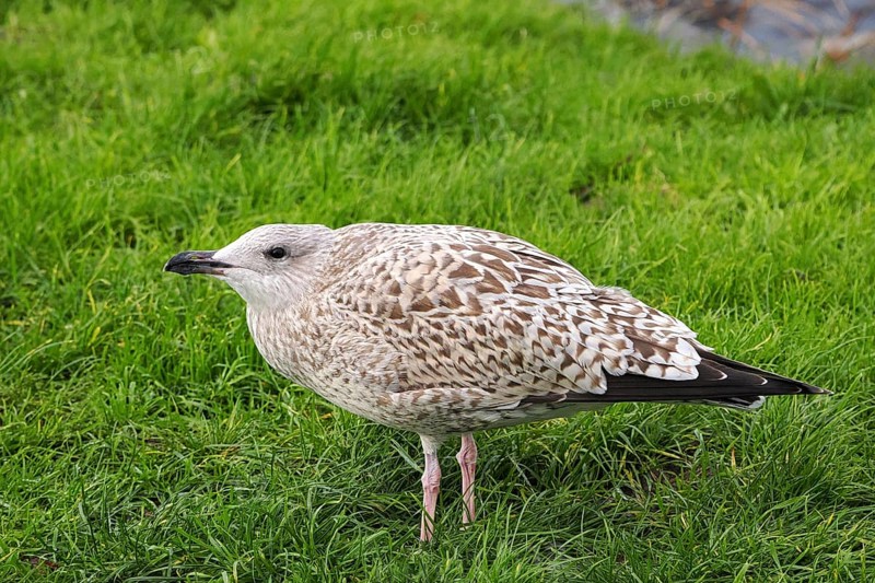 Seagull (Larinae) in the grass, Brouwersdam, province of South Holland, Netherlands