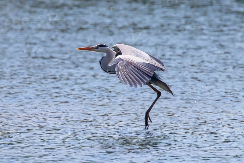 Grey Heron landing (ardea herodias) Grey Headed Heron