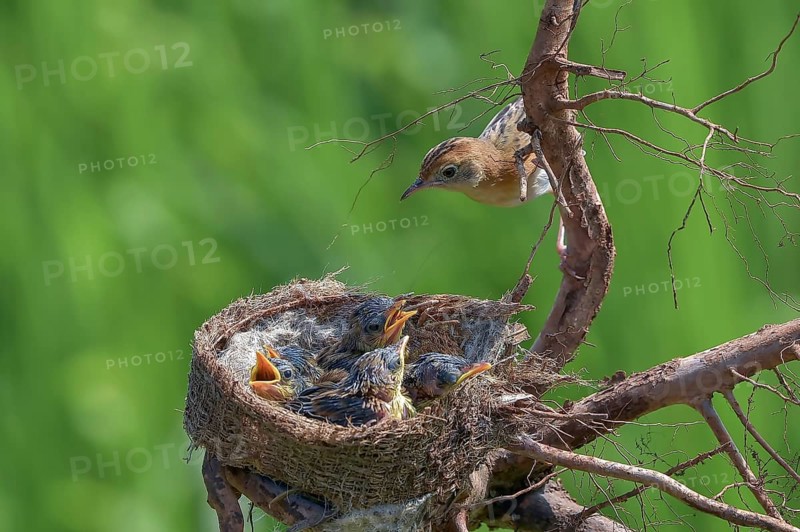 Bird brings food to their chicks