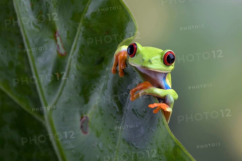 Red eyed tree frog sitting on leaf