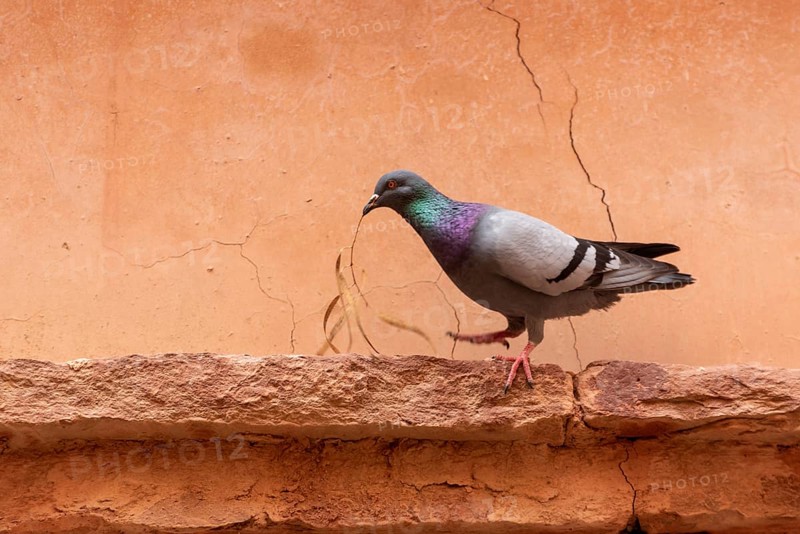 A pigeon holding a dry olive branch in its beak, photo taken in Morocco