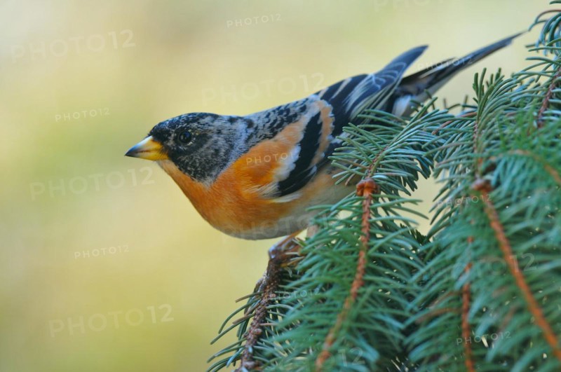 Brambling males on a spruce branch