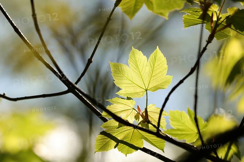 Sycamore maple leaf in the forest