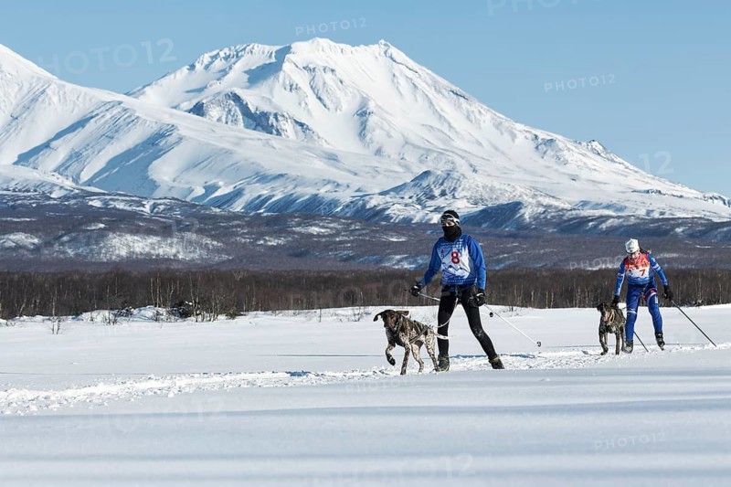PETROPAVLOVSK-KAMCHATSKY, KAMCHATKA PENINSULA, RUSSIA, DECEMBER 10, 2016: Skijoring, competition for Cup of Kamchatka Region on background of beautiful Kozelsky Volcano