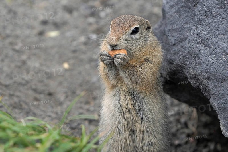 Expression Arctic ground squirrel eating almond holding food in paws. Cute curious wild animal of genus of medium sized rodents of squirrel family. Eurasia, Russia, Kamchatka Peninsula