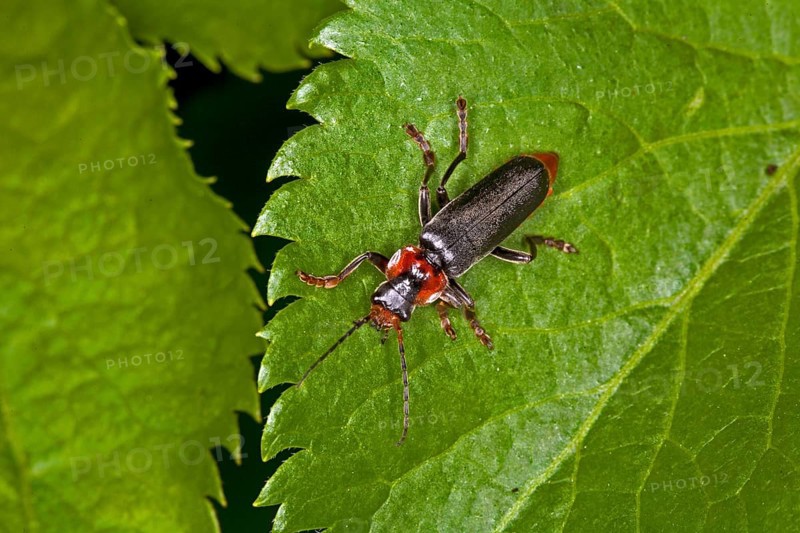 Cantharis fusca, soft-bodied beetle, soldier beetle