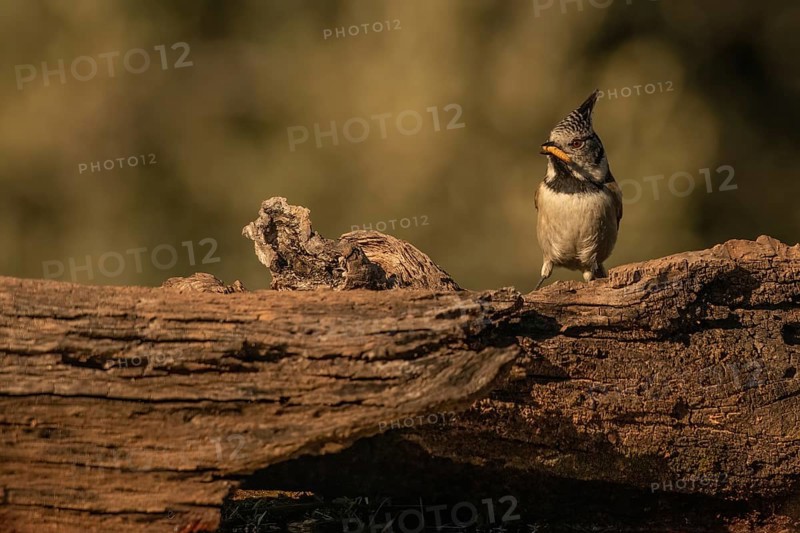 Lophophanes cristatus, spain