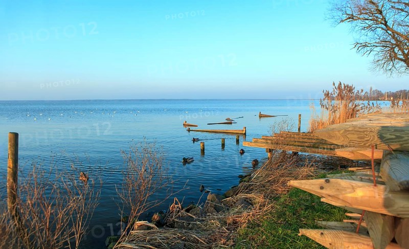 Seagulls flying over the Steinhuder Meer or Steinhuder Sea, Lower Saxony, Germany, north-west of Hanover. Sunset