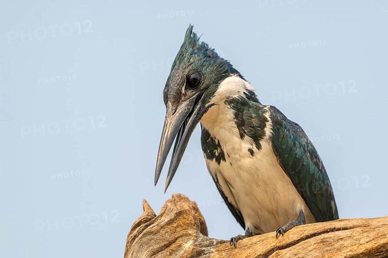 Green Kingfisher (Chloroceryle americana), Pantanal, inland, wetland, UNESCO Biosphere Reserve, World Heritage Site, wetland biotope, Mato Grosso, Brazil