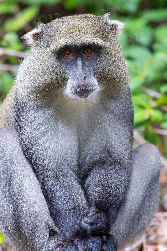 Samango white-throated monkey, (Cercopithecus mitis), (Cercopithecus mitis labiatus), Pondoland white-throated monkey, Diademed monkey, primate, monkey, iSimangaliso Wetland Park, St. Lucia, KwaZulu-Natal, South Africa