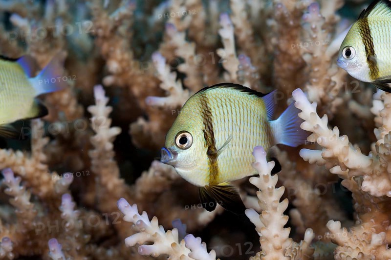 Pacific Prussian fish, Dascyllus reticulatus, Namena Marine Park, Fiji