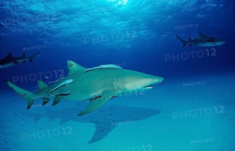 Lemon Shark, Negaprion brevirostris, Bahamas, Grand Bahama Island, Atlantic Ocean