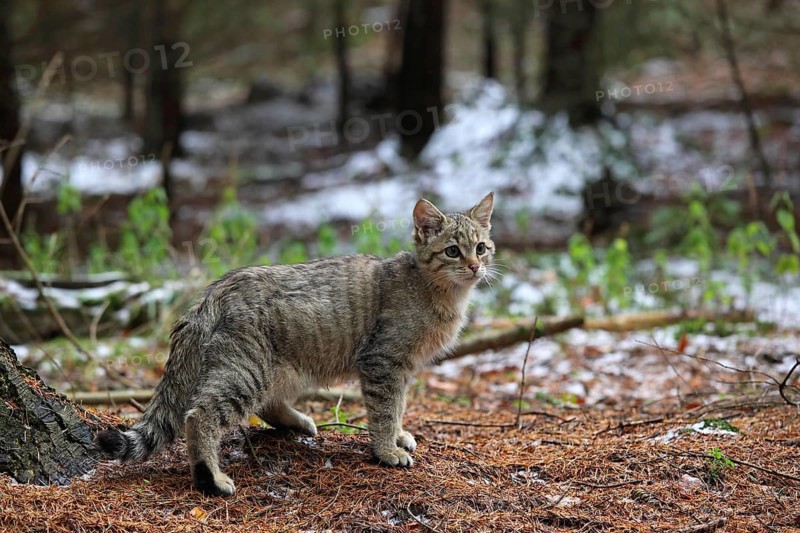 Wildcat (Felis silvestris), Young tomcat roaming the territory, Winter, Taunus, Hesse, Germany, Europe Lahn-Dill-Kreis, Hesse, Federal Republic of Germany