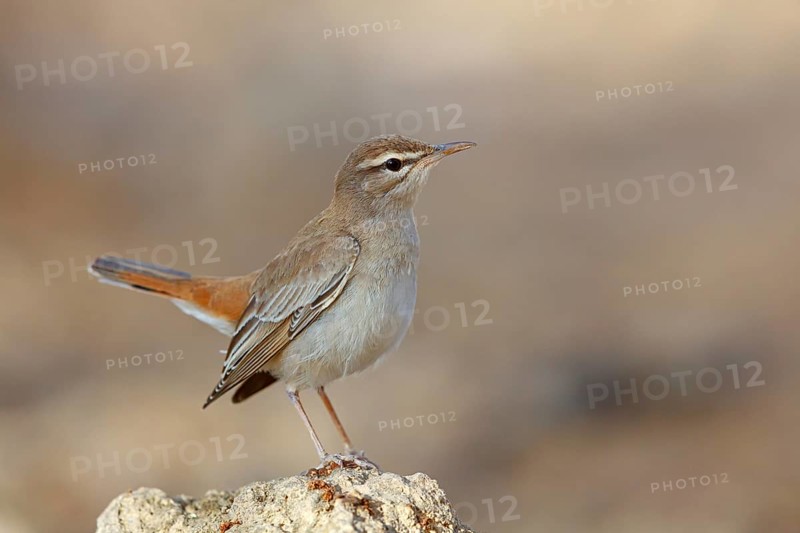 Hedge warbler, (Cercotrichas galactotes), flycatcher family, Ayn Hamran, Salalah, Dhofar, Oman