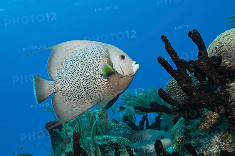 Gray angelfish, Pomacanthus arcuatus, Cozumel, Caribbean, Mexico