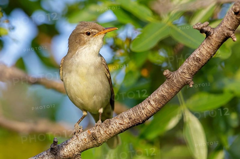 Olive warbler, (Hippolais olivetorum), animal, animals, bird, birds, biotope, habitat, perch, branch, twig, foraging, songbird, reed warbler family Lesvos, Greece