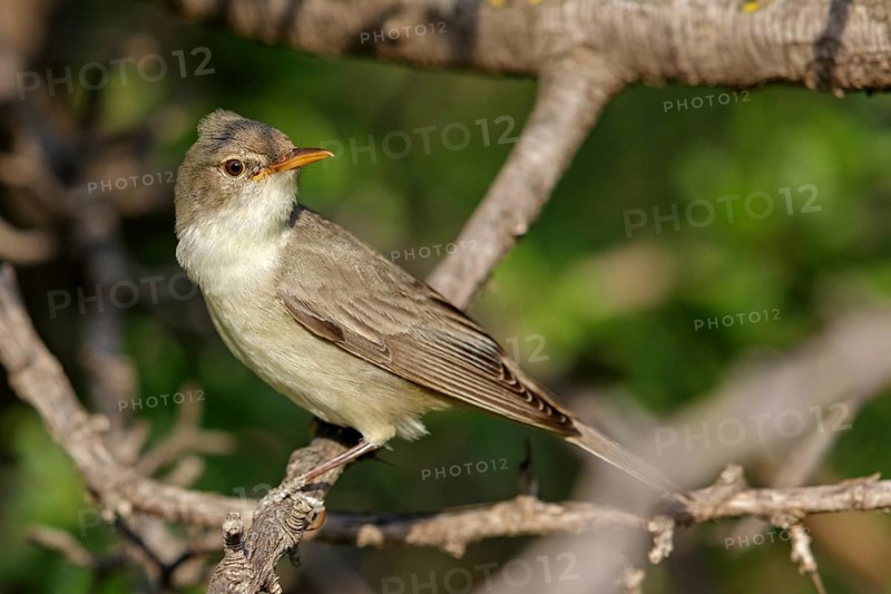 Olive warbler, (Hippolais olivetorum), animal, animals, bird, birds, biotope, habitat, perch, branch, twig, foraging, songbird, reed warbler family Lesvos, Greece