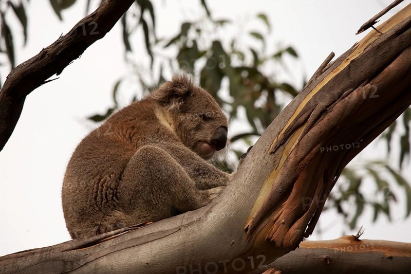 Australian koala bear sitting in a tree