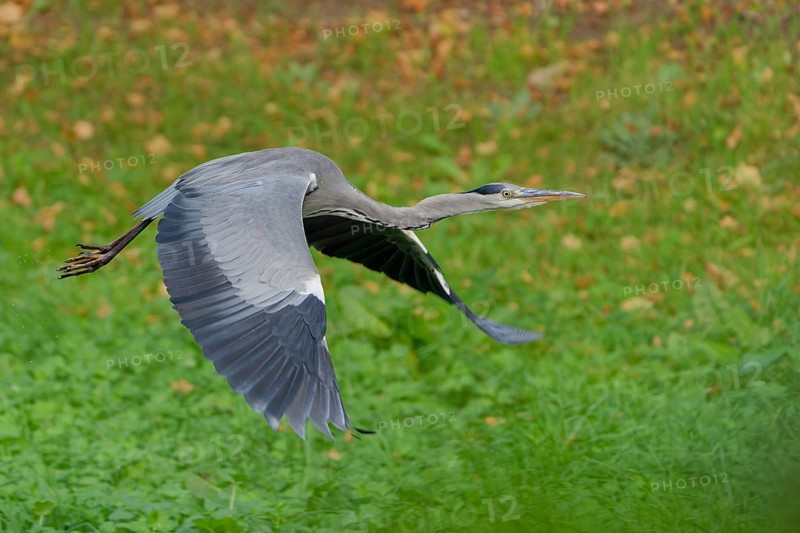 A grey heron flying over a meadow, germany. feather, flight, grey heron, pond, forest, plumage, beak, beauty, fauna, majestic, avian, beautiful, view, gray, bird, season, heron, park, wildlife, green, natural, nature, ornithology, water, environment, outdoors, closeup, background, wings, ardea cinerea, flying, animal, wing, lake, wild