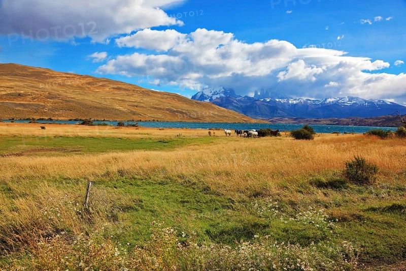 Chilean Andes. Fabulous lake Laguna Azul. On the lake herd of horses grazing. Distance are seen three rocks Torres del Paine