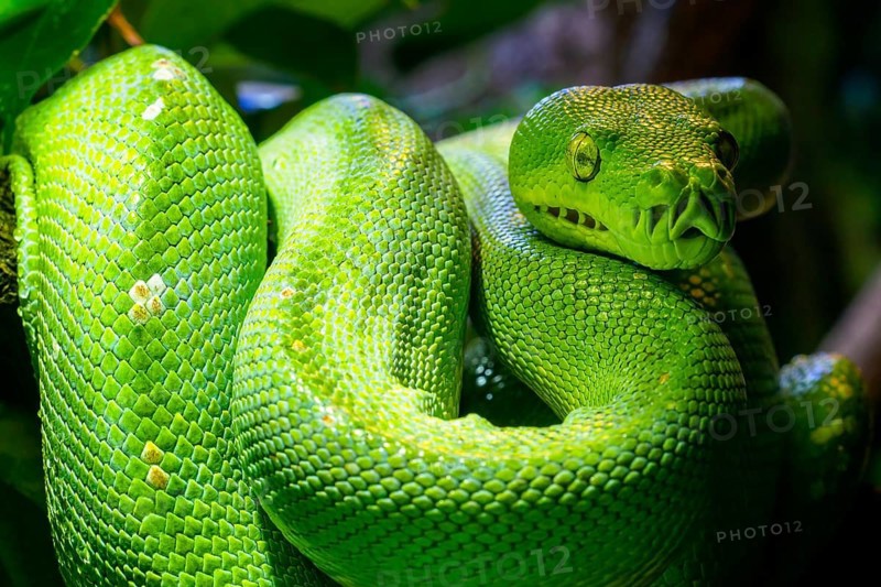 Green tree python (Morelia viridis) close-up. Portrait art