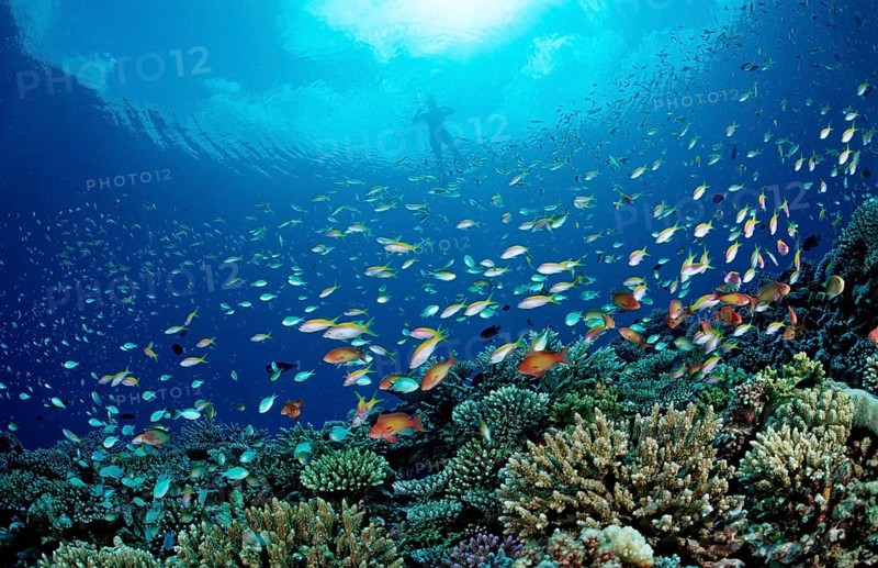 Coral fish and snorkellers, Pseudanthias, Chromis, Maldives, Indian Ocean, Meemu Atoll