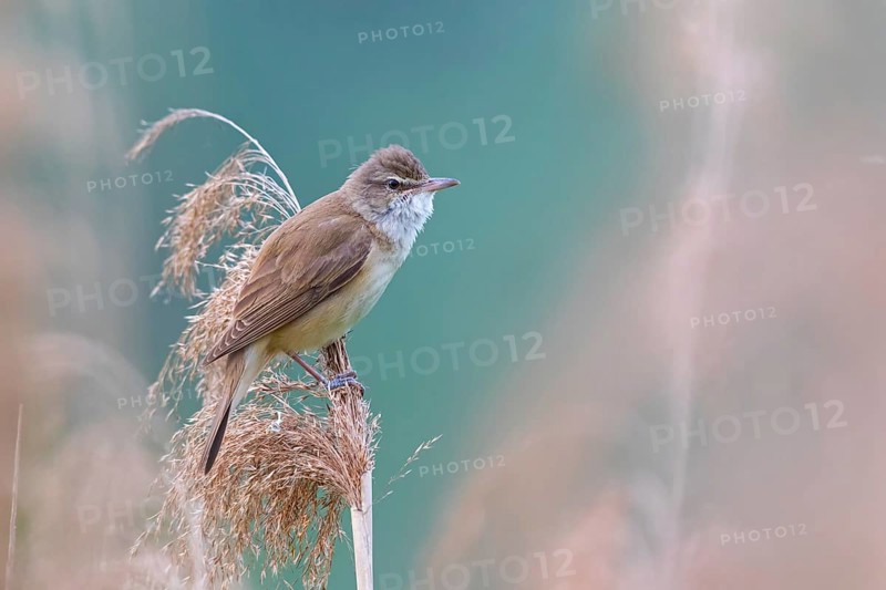 Reed warbler, (Acrocephalus arundinaceus), reedbed perch, biotope, habitat, animals, birds, songbird, reed warbler genus, Lobau, Vienna, Donaustadt, Vienna, Austria